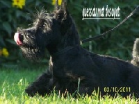 Étalon Scottish Terrier - CH. Guess du Mat des Oyats