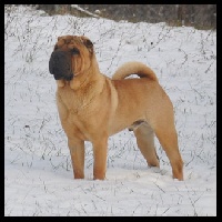 Étalon Shar Pei - Wikipedy from the chinese wall