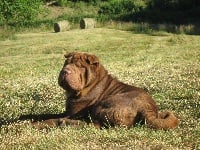 Étalon Shar Pei - Jagger La Vallée Des Chocolats