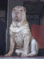 Étalon Shar Pei - CH. Iouri de la noblesse bleue