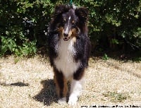 Étalon Shetland Sheepdog - Fushi noir Des Plaines de Gaïa