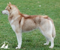 Étalon Siberian Husky - Innisfree's Angel of cold nomad's