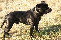 Étalon Staffordshire Bull Terrier - Fidjy de la griffe du diamant bleu