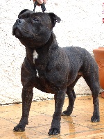 Étalon Staffordshire Bull Terrier - CH. shades of blues Diana the huntress