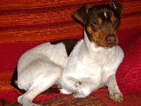 Étalon Terrier Bresilien - Pako (Sans Affixe)