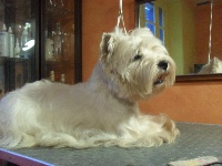 Étalon West Highland White Terrier - Westwilscot's Domino