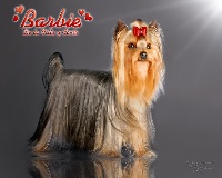Étalon Yorkshire Terrier - Barbie De la villa y corte