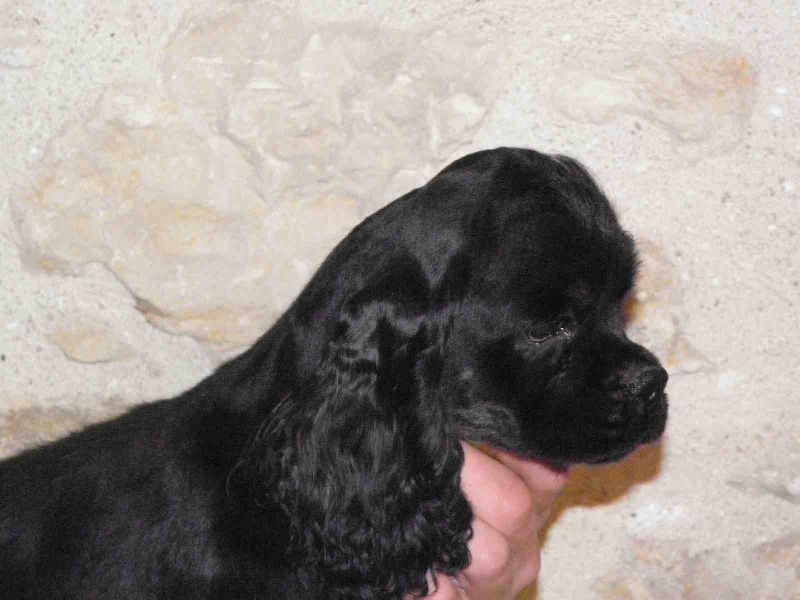 Publication : Du Domaine Du Vieux Four Auteur : Fabrice GRANOTTIER