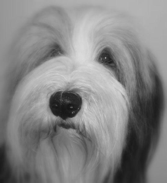 Publication : Vannelle's Field Auteur : Brichau C