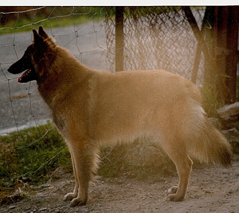 Caline De la clairiere aux louves