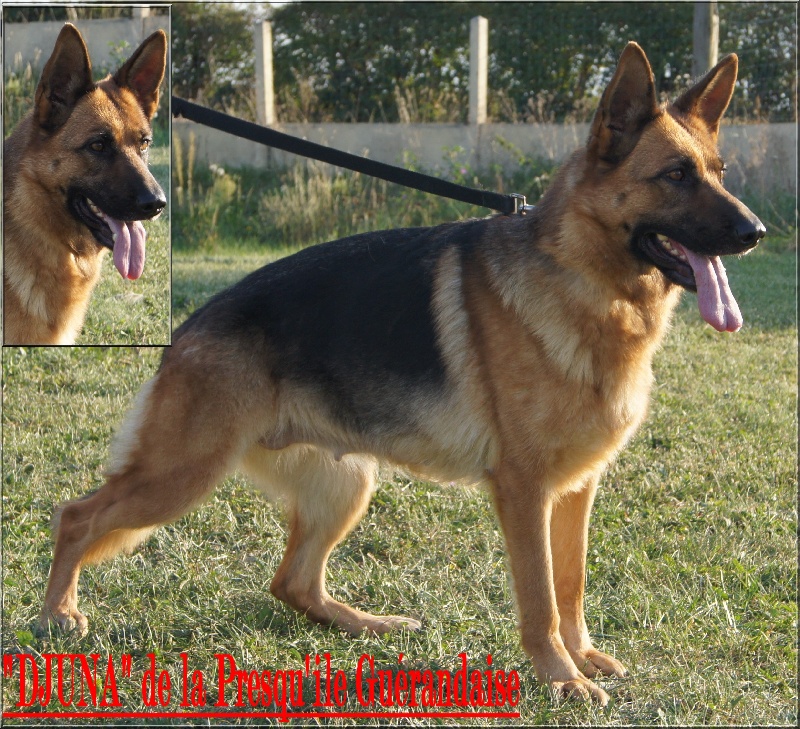 Publication : des Chaumes D'Ambon Auteur : P.COLAS