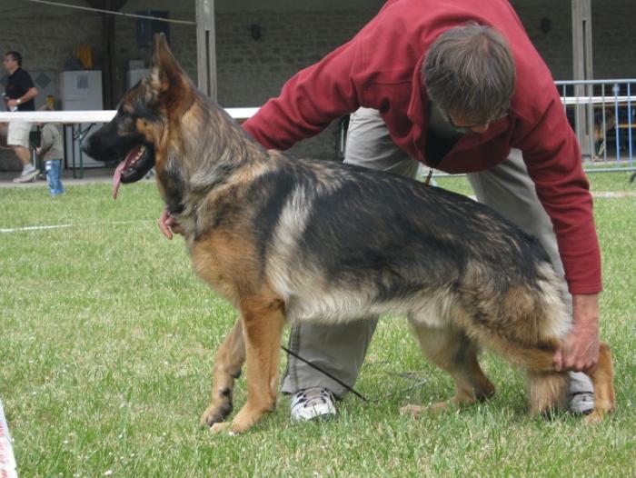Ferdy des servants de cernnunos