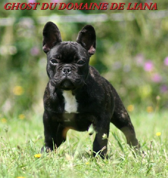 Publication : de trebuh'lls passion Auteur : lambert alexin