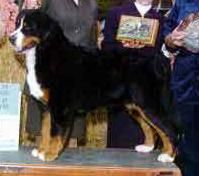 CH. indian hill 's Baby by onyx