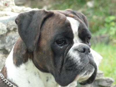 Publication : Van Ryckogie 