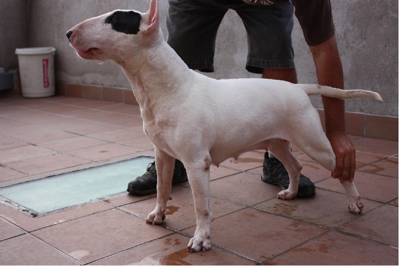 Publication : Gran Misae