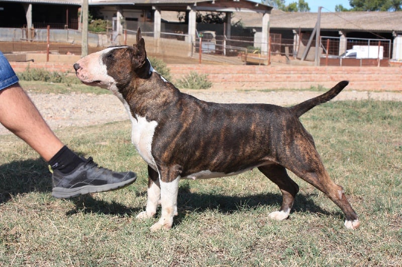 Publication : Gran Misae 