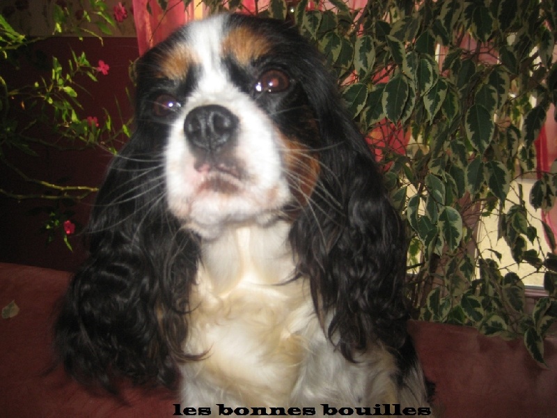 French-cancan des cavaliers de cecvan