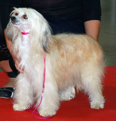 Diams peluche Des Vallees Du Roussillon