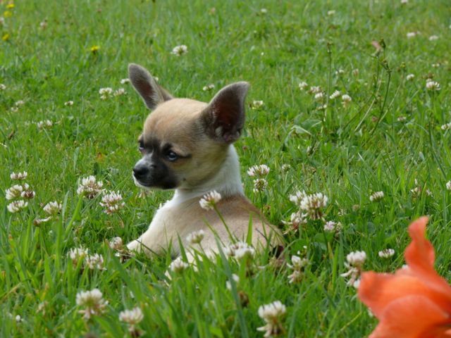 Publication : De La Mare Aux Trolls Auteur : La Mare aux Trolls