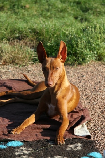 Publication : of Cyly of Course Auteur : Sgd.