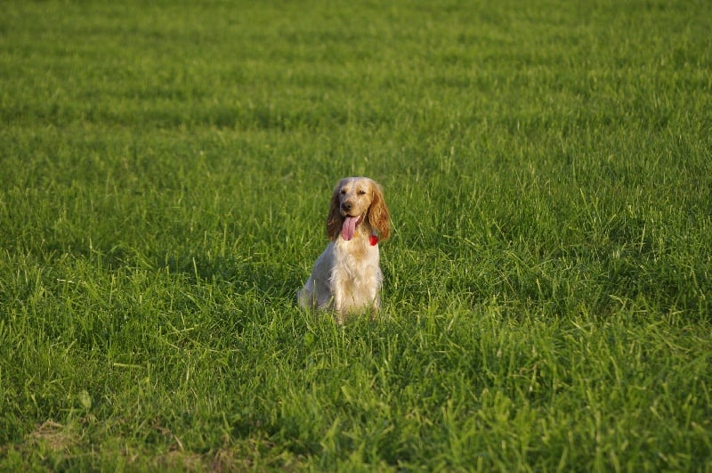 Flanelle De la taspelmatt