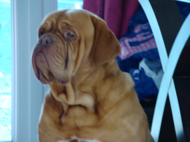 Yelena isinbayeva Del dominio de los penates