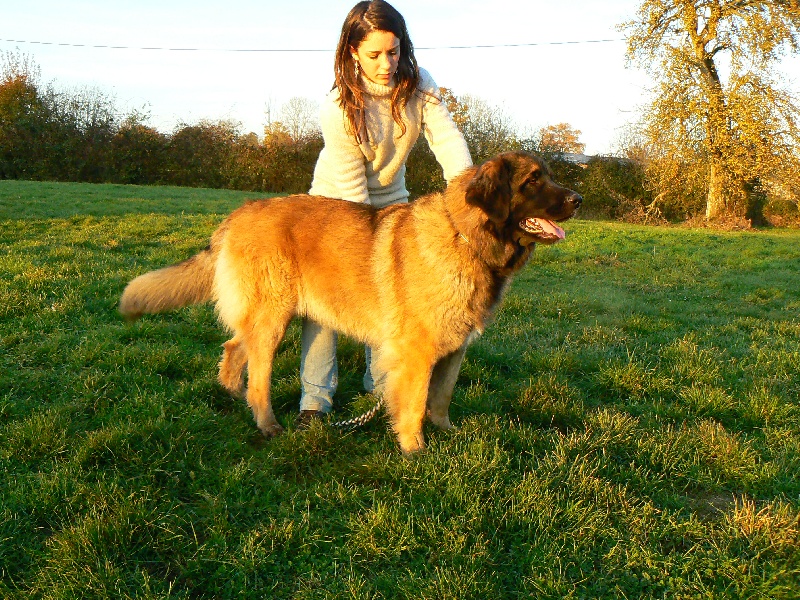 Publication : des lions de la ferronniere Auteur : van wormhoudt dominique