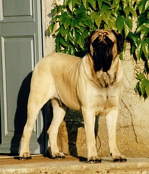 CH. hugedogge Barbirolli sir purcel
