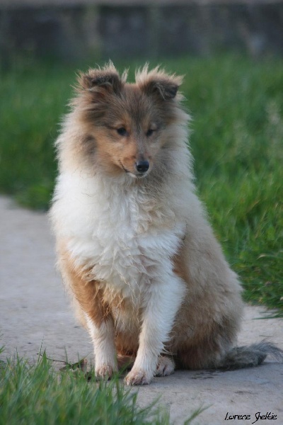 Publication : du Lorecé Auteur : Laure BOITE