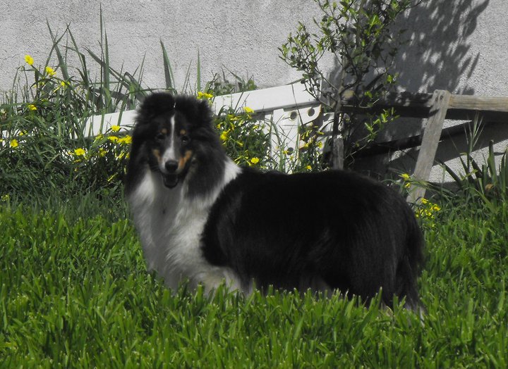 Publication : d'Ares da Serra 