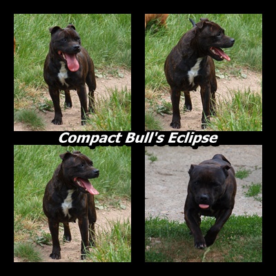 Eclipse Compact Bull's