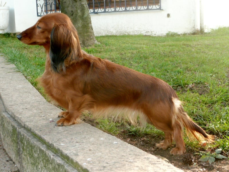 Publication : Basshubert Auteur : M.L.S.