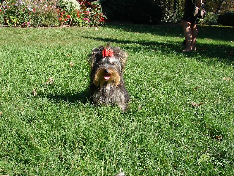 Publication : Allegrotoy's