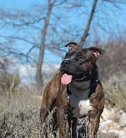 Étalon American Staffordshire Terrier - Face to face Straight n' Fiery