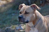 Étalon American Staffordshire Terrier - Four roses Straight n' Fiery