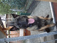 Étalon Berger Allemand - oxy