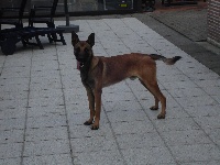 Étalon Berger Allemand - fierro