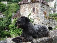 Étalon Berger des Pyrenees à poil long - Estas du pic d'Espade