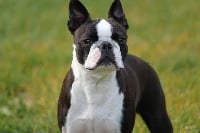Étalon Boston Terrier - CH. Dinner Jacket Shury come hell or high water