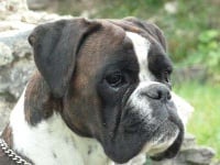 Étalon Boxer - CH. perdita el tomex J.