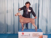 Étalon Braque de Weimar - CH. Casa de Juno Always vitoria