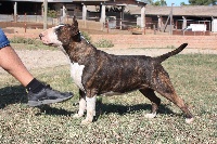 Étalon Bull Terrier - Gran Misae Xerinolah