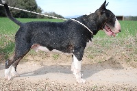 Étalon Bull Terrier - Gran Misae Kitty
