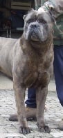 Étalon Cane Corso - Verdicchio della nevaia