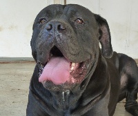 Étalon Cane Corso - itacor Anastasia