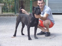 Étalon Cane Corso - Diamante della nevaia