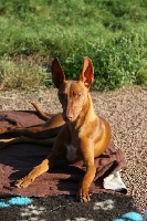 Étalon Cirneco dell-Etna - CH. Ch galya dell ovo