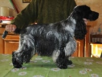 Étalon Cocker Spaniel Anglais - Dream blue Flash gordon