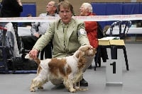 Étalon Cocker Spaniel Anglais - De Notre Chaumiere Irisoflove